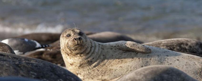 Camping Wad Noch Meer Anna Paulowna Exteriör bild